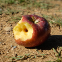 apple fruit eaten by donky 